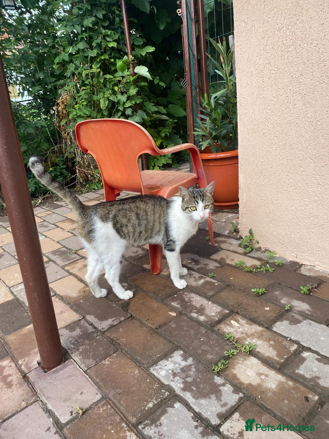 Mixed Breed cats for adoption: NOSE - a Lovely boy, for a Loving Home - Image 2