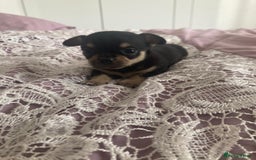 Chihuahua dogs for sale: Chihuahua - Image 1
