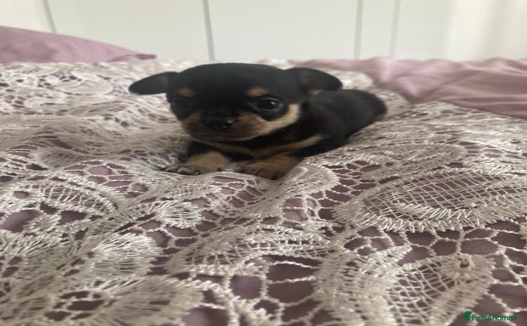 Chihuahua dogs - Advert 2