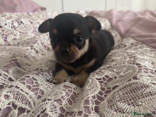 Chihuahua dogs - Advert 10