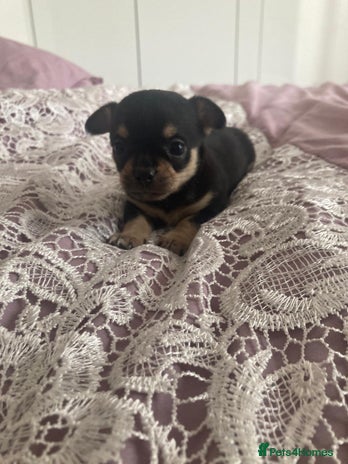Chihuahua dogs - Advert 12