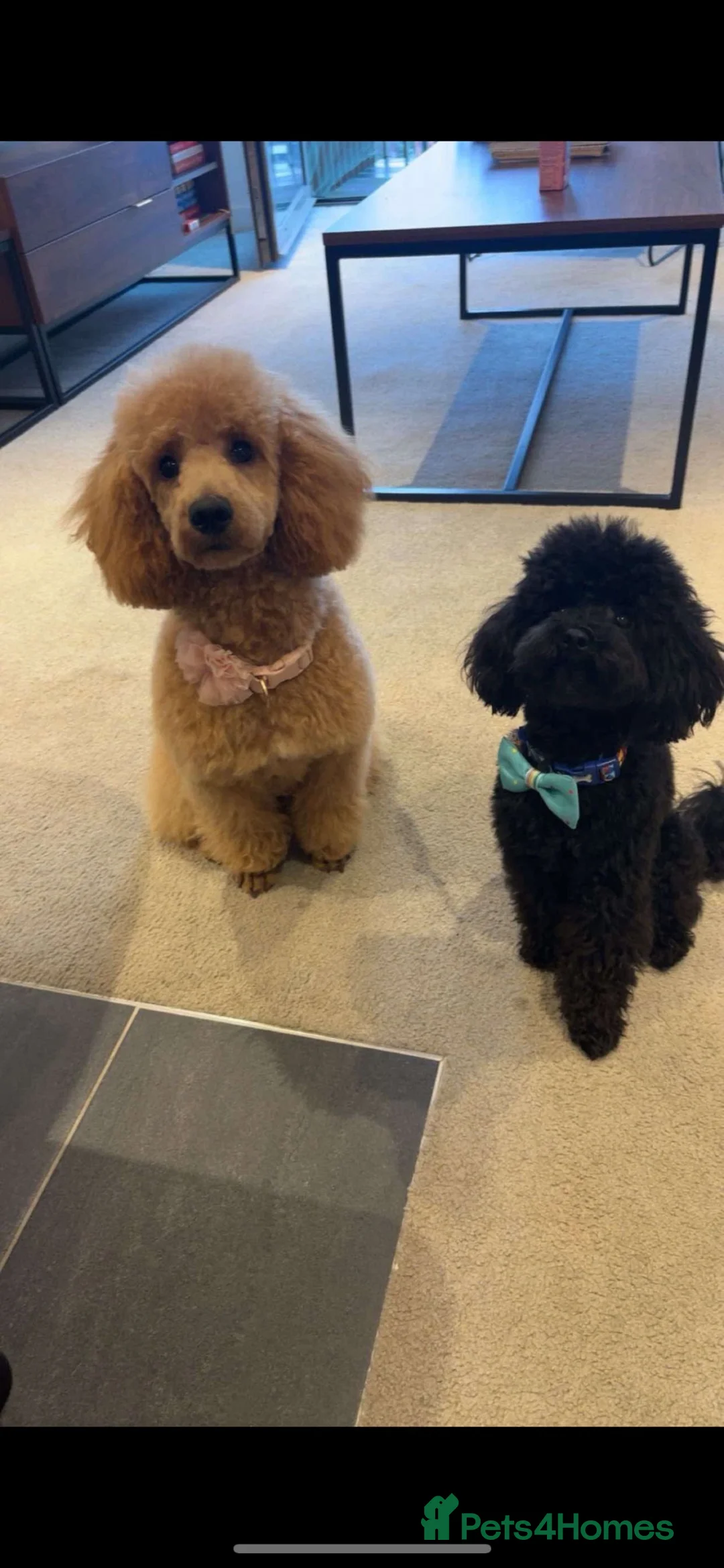 Mixed Breed dogs for sale: Miniature Poodles - Advert 2