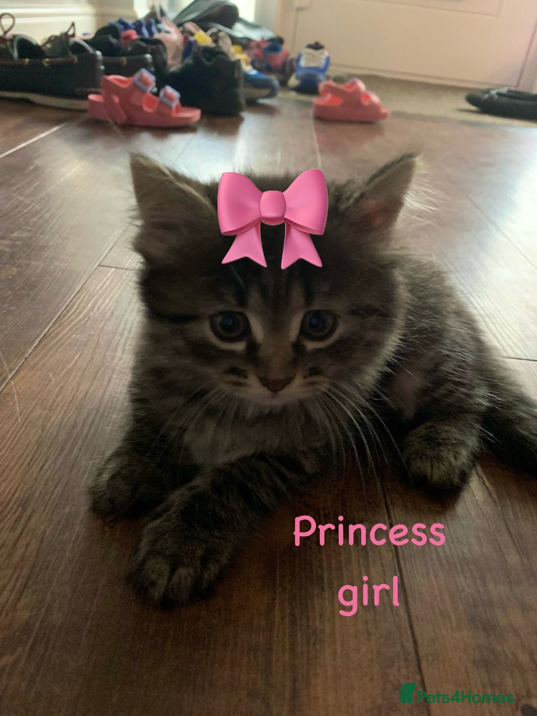 Siberian cats for sale: Siberian girl kittens ready for new home now - Image 3