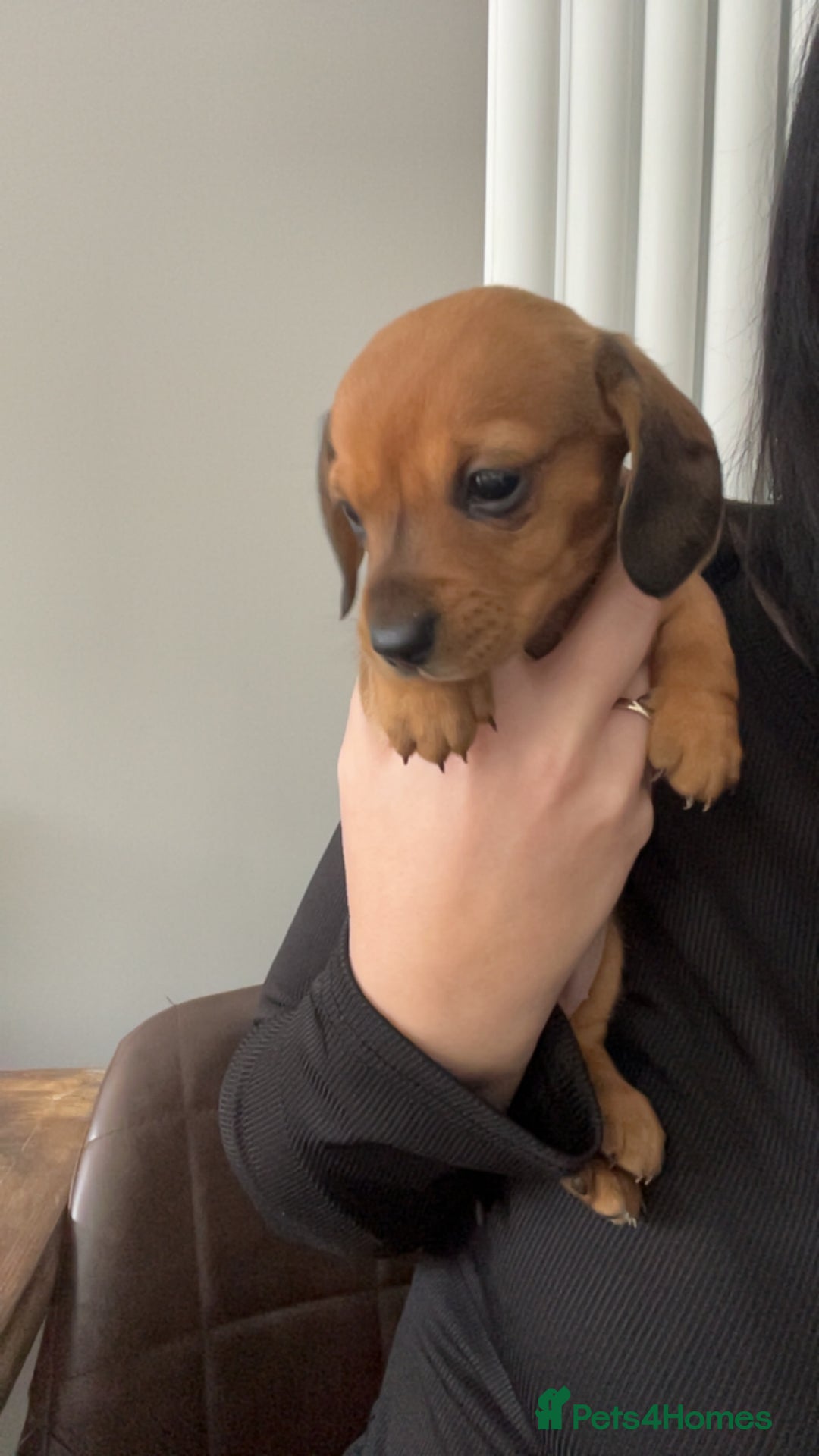 Miniature Dachshund dogs for sale: Miniature female dachshund  - Advert 3