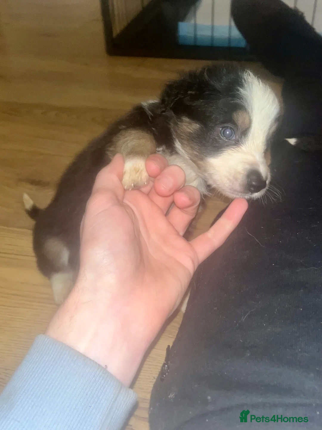 Border Collie dogs for sale: 6 beautiful tri border collie pups for sale  - Advert 22