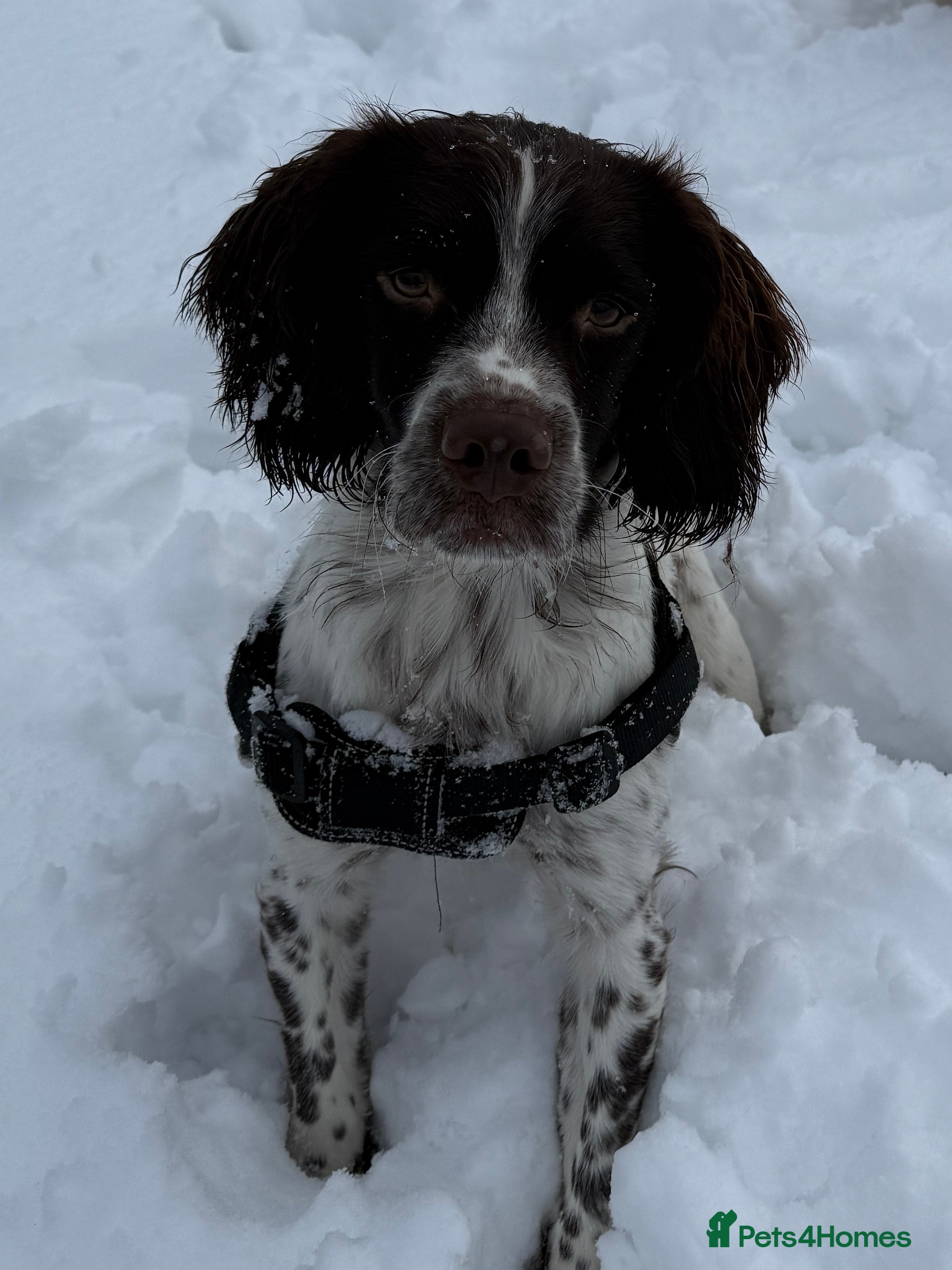 English Springer Spaniel dogs KC registered English Springer spaniel for stud - Advert 1