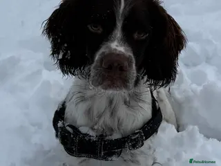 English Springer Spaniel dogs KC registered English Springer spaniel for stud - Advert 1