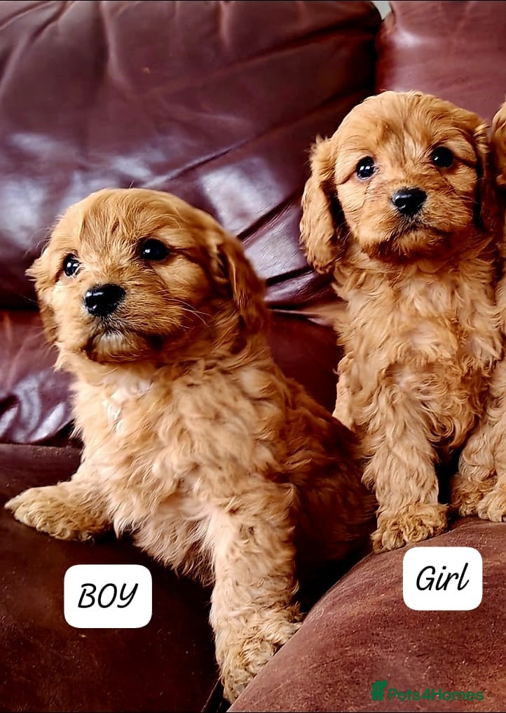 Cavapoo dogs Red cavapoo puppies fully health checked - Advert 14