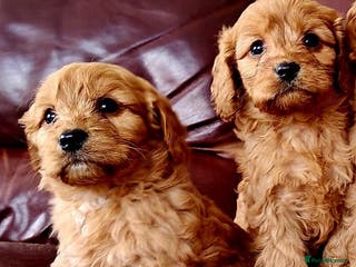 Cavapoo dogs Red cavapoo puppies fully health checked - Advert 14