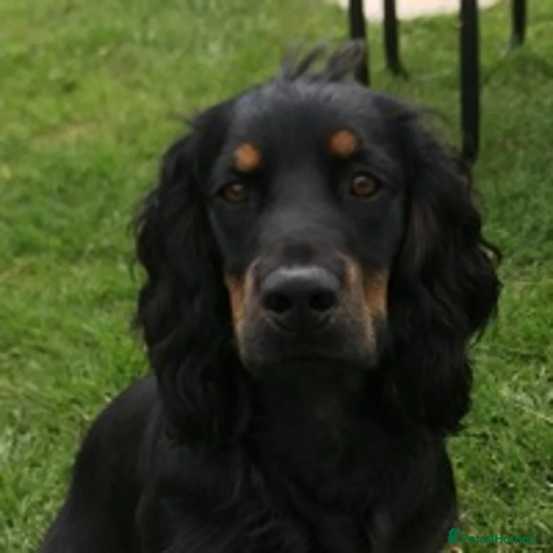 Cocker Spaniel dogs for stud: KC REGISTERED WORKING COCKER AVAILABLE AT STUD in New Milton - Advert 11