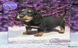 Miniature Dachshund dogs for sale: Gorgeous miniature dachshund babies long coats  - Image 4