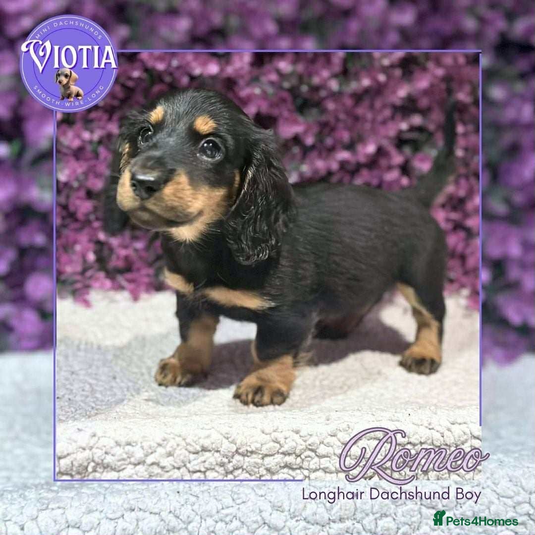 Miniature Dachshund dogs for sale: Gorgeous miniature dachshund babies long coats  - Image 4