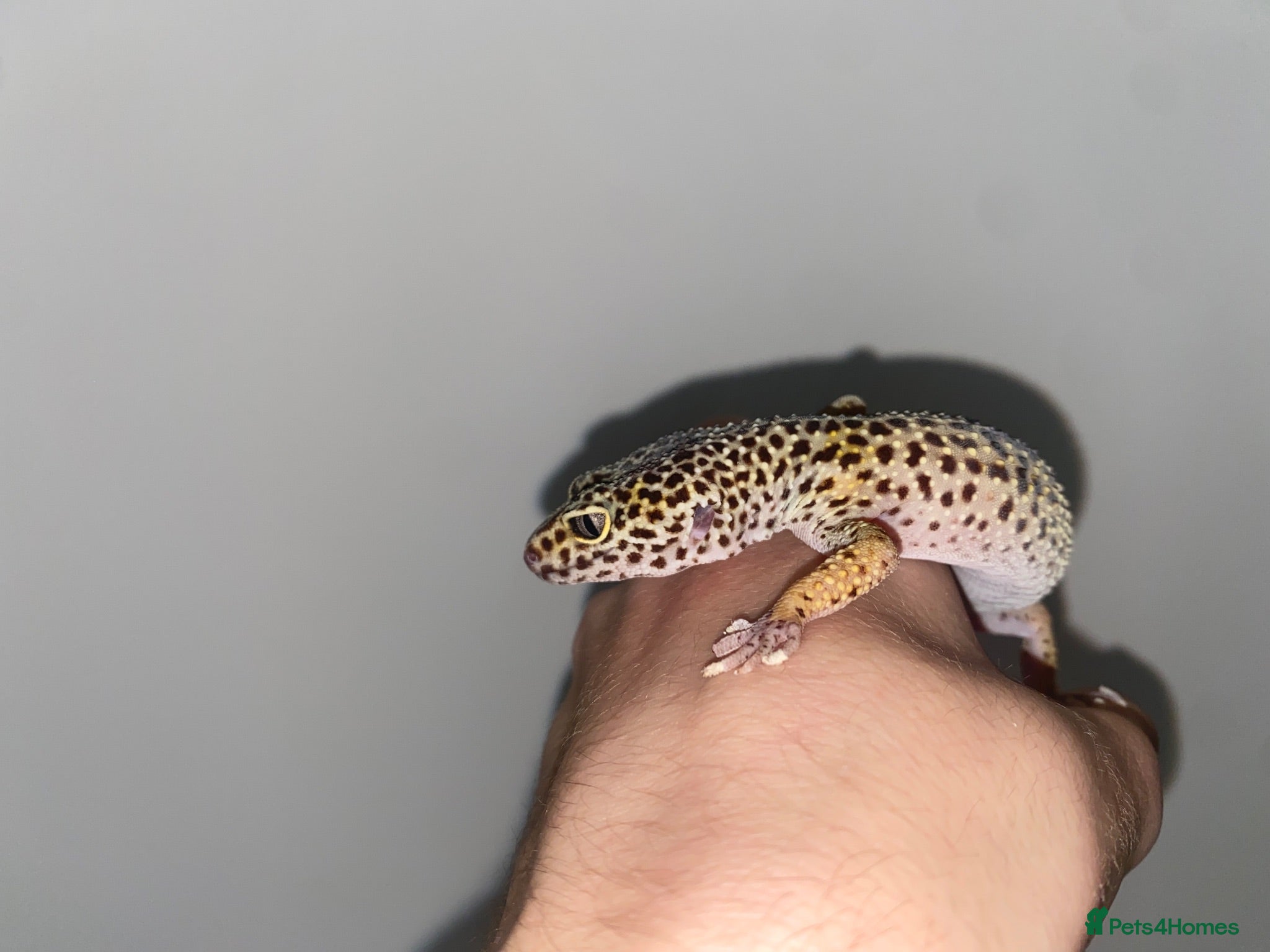 Leopard Gecko reptiles Leopard gecko rescue - Advert 4