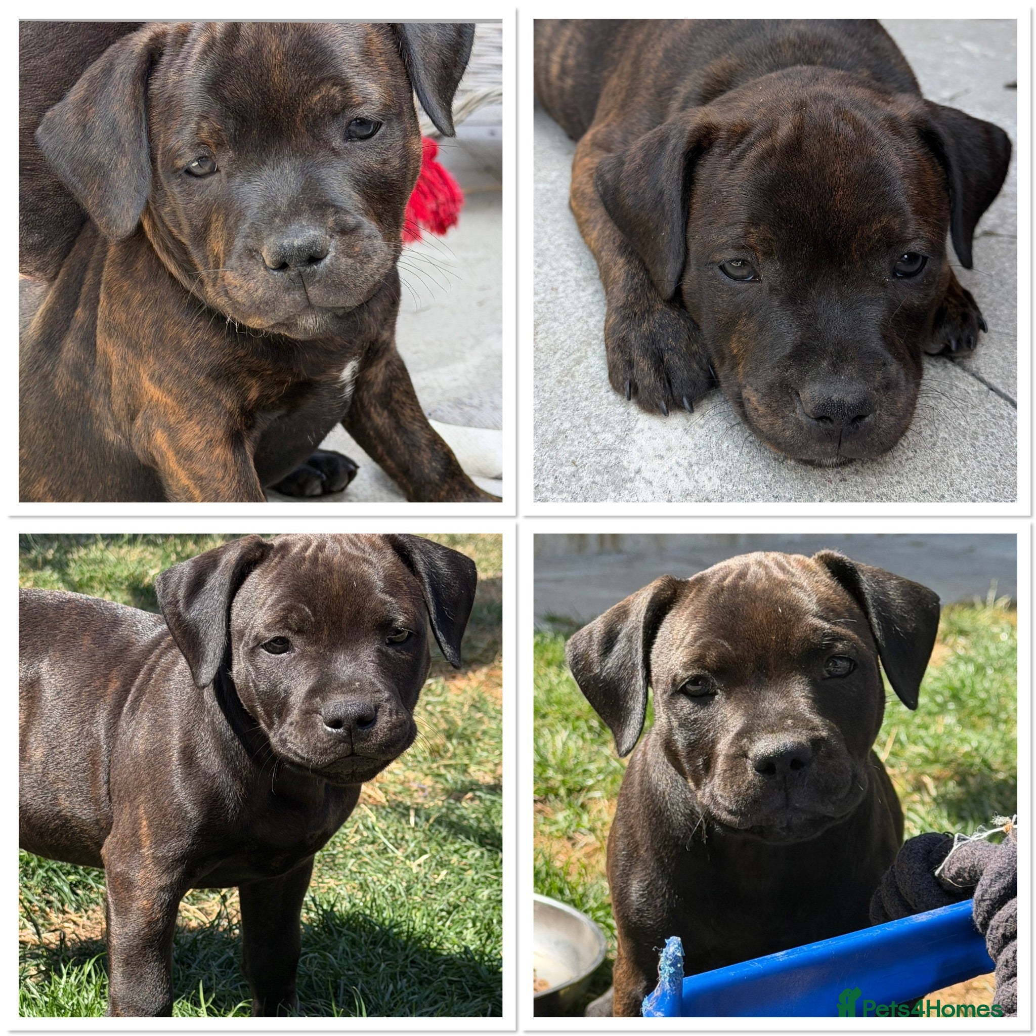 Staffordshire Bull Terrier dogs KC REGISTERED STAFFORDSHIRE BULL TERRIERS  - Advert 1