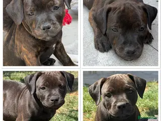 Staffordshire Bull Terrier dogs KC REGISTERED STAFFORDSHIRE BULL TERRIERS - Advert 1
