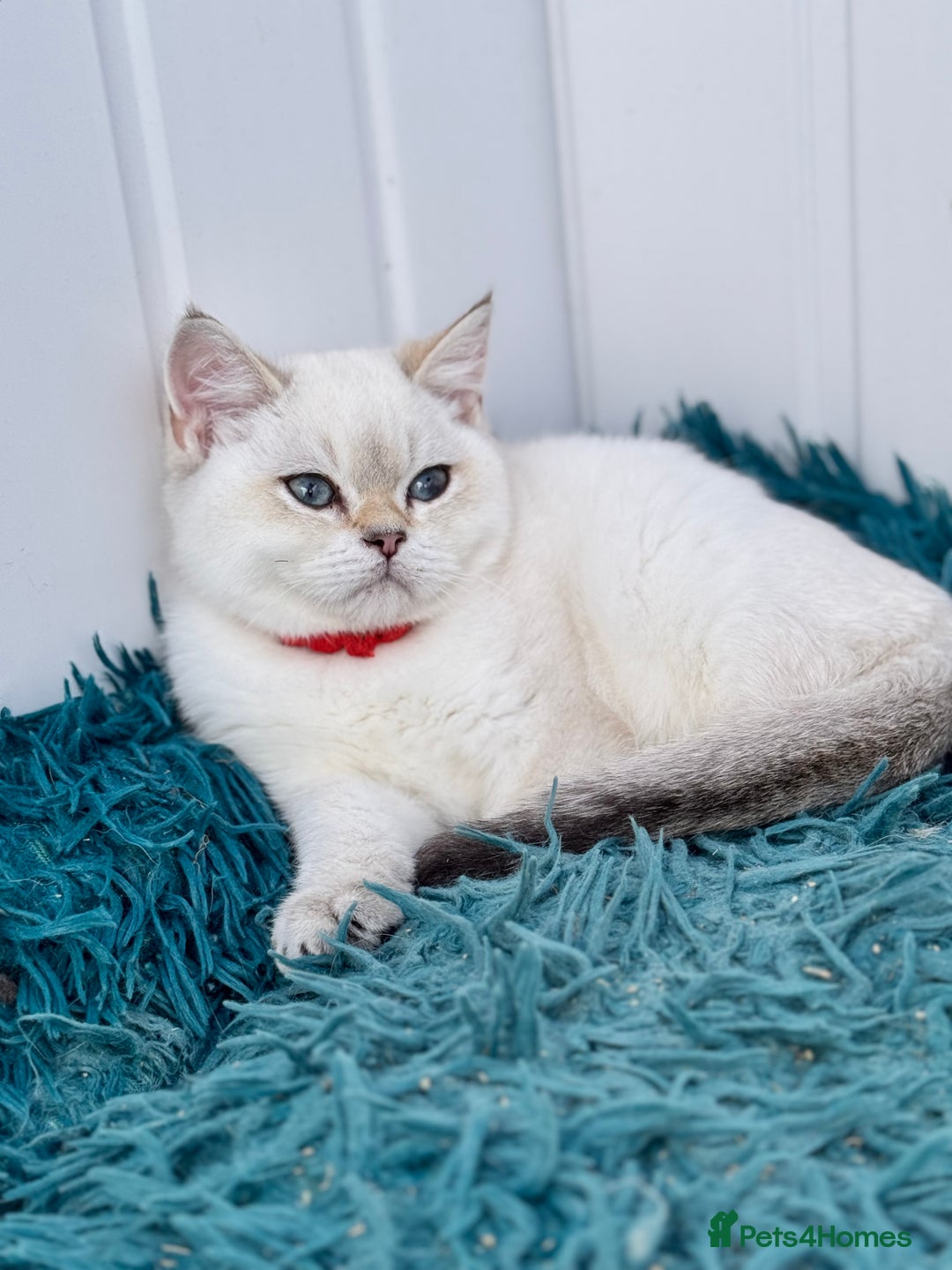 British Shorthair cats for sale: Beautiful Blue Gold & Choc Gold Colourpoint boys - Image 20