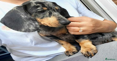 Dachshund dogs - Advert 7