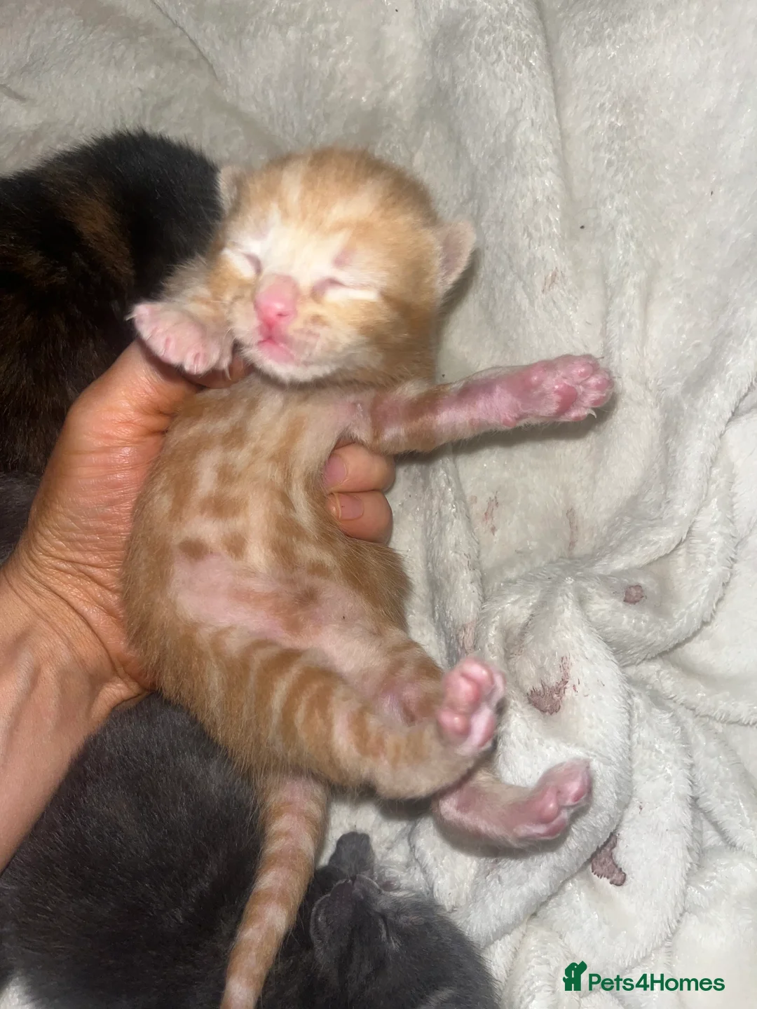 Mixed Breed cats for sale: 4 half Maine Coon kittens  - Advert 38