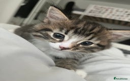 Mixed Breed cats for sale: 3 Healthy, Playful Kittens  - Image 16