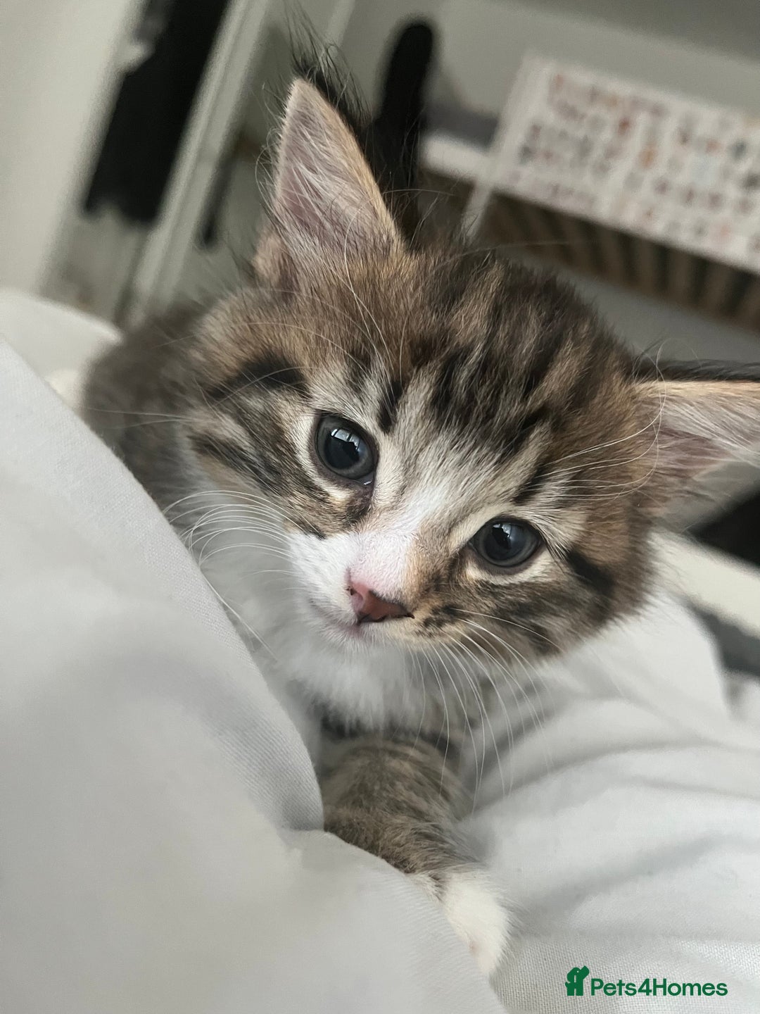 Mixed Breed cats for sale: 3 Healthy, Playful Kittens  - Image 16