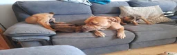 Mixed Breed dogs for sale: Puppies looking for there forever home ready now in Pontefract - Advert 1