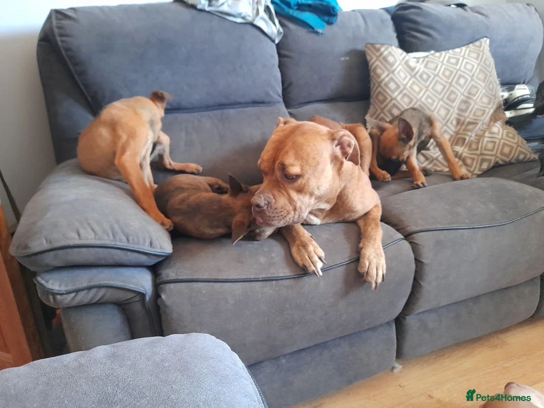Mixed Breed dogs for sale: Puppies looking for there forever home ready now in Pontefract - Advert 1