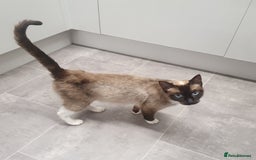 Ragdoll cats for sale: Beautiful Ragdoll Kittens - Image 21