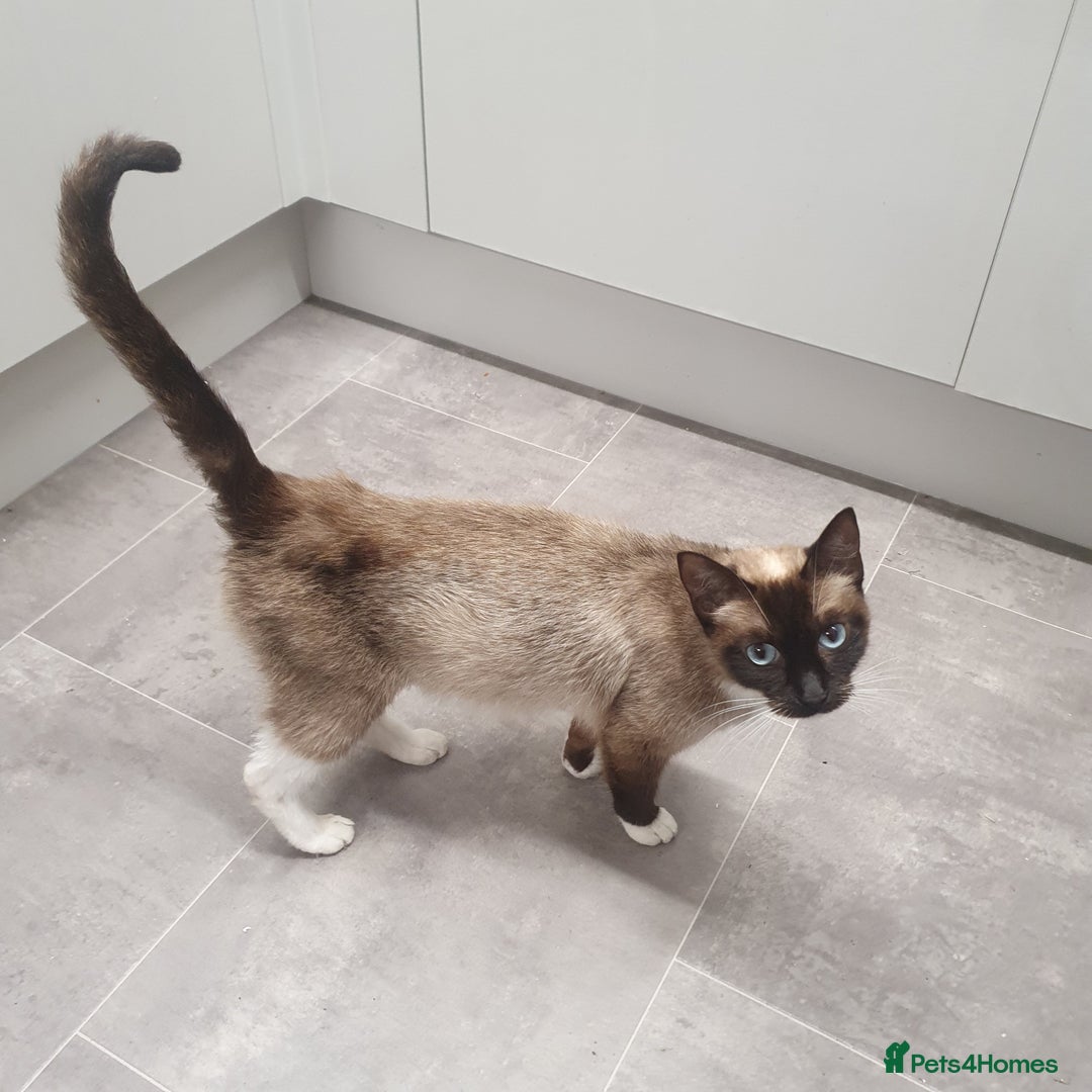 Ragdoll cats for sale: Beautiful Ragdoll Kittens - Image 21