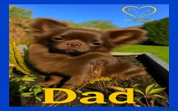 Chihuahua dogs for sale: Longhaired Chihuahua puppies  - Image 5