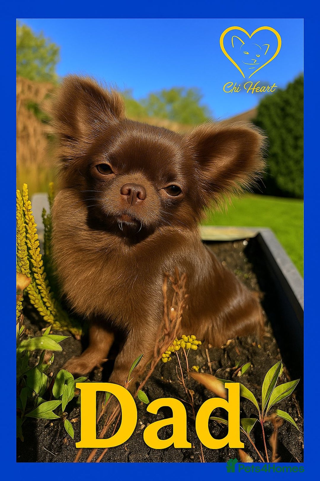 Chihuahua dogs for sale: Longhaired Chihuahua puppies  - Image 5