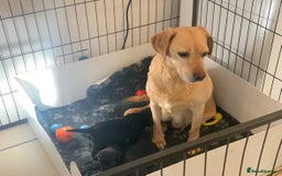 Labrador Retriever dogs for sale: Stunning Chunky Labradors ready this weekend  - Image 8