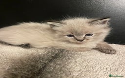 Ragdoll cats for sale: Lnyx male Ragdoll’s ready soon  - Advert 22