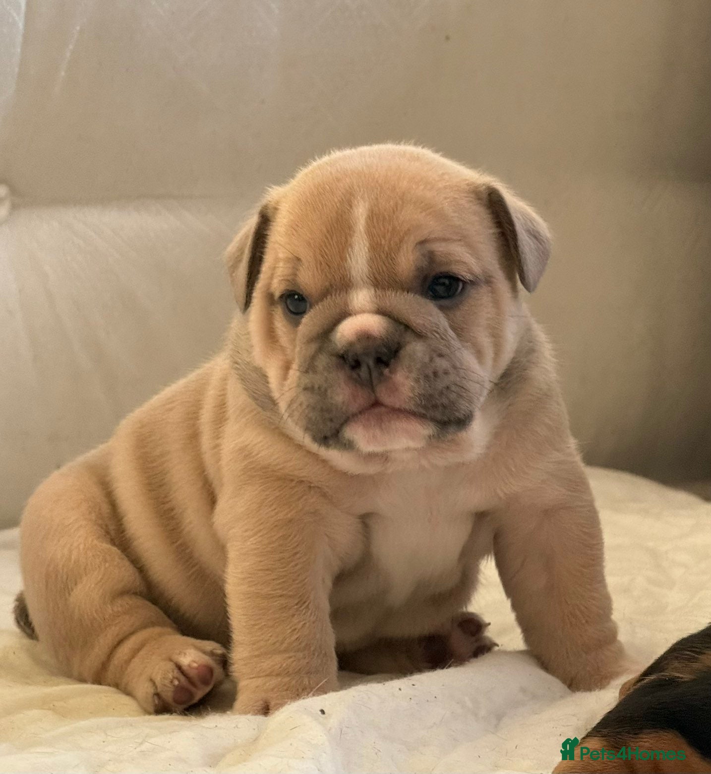 English Bulldog dogs English bulldog puppies  - Advert 10