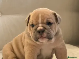 English Bulldog dogs English bulldog puppies - Advert 1