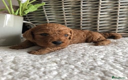 Cavapoochon dogs for sale: Cavapoochon puppies *1 boy remaining* - Image 9