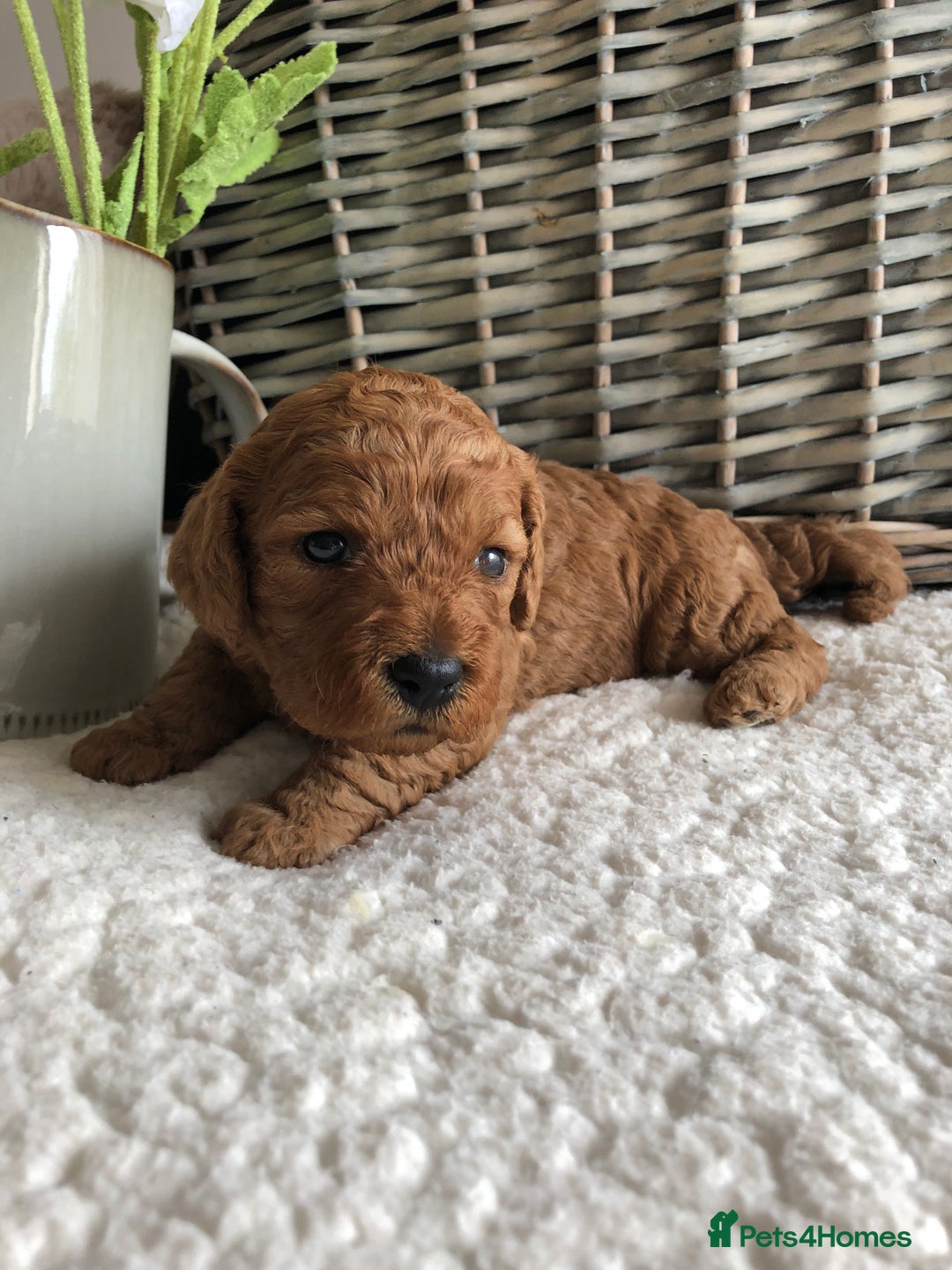 Cavapoochon dogs for sale: Cavapoochon puppies *1 boy remaining* - Image 9