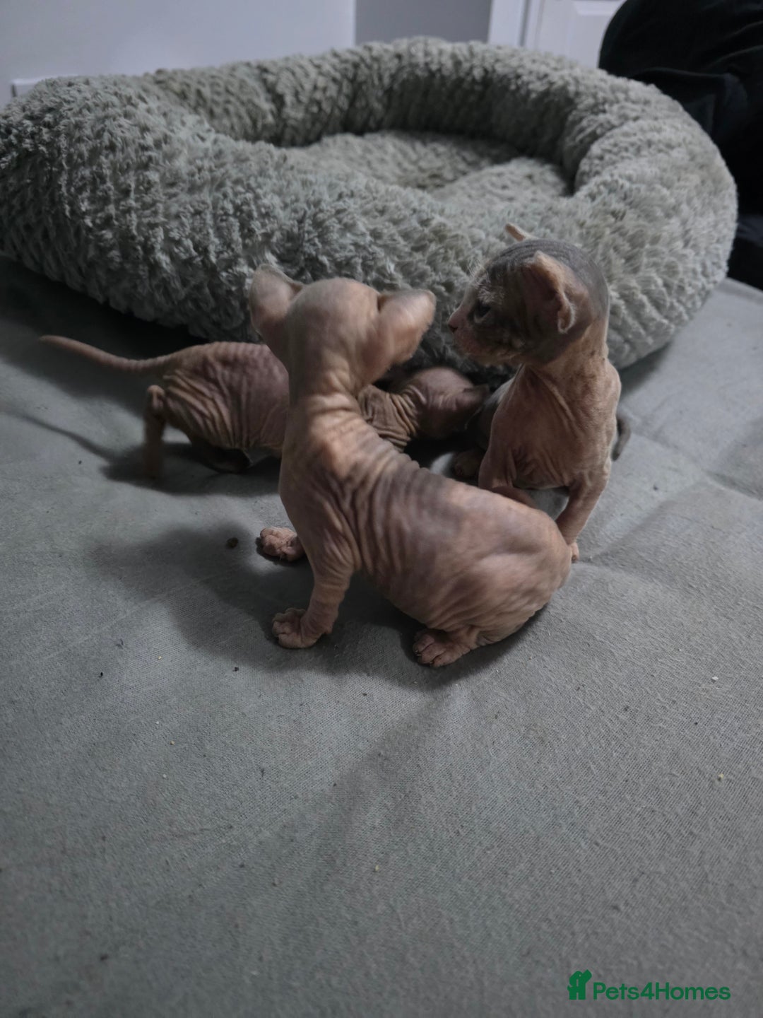 Sphynx cats for sale: 3 beautiful sphynx kittens  - Image 5
