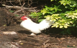 Chickens poultry for sale: WHITE PEKIN BANTAM COCKEREL - Image 1