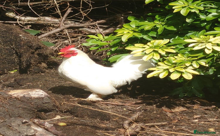Chickens poultry - Advert 1