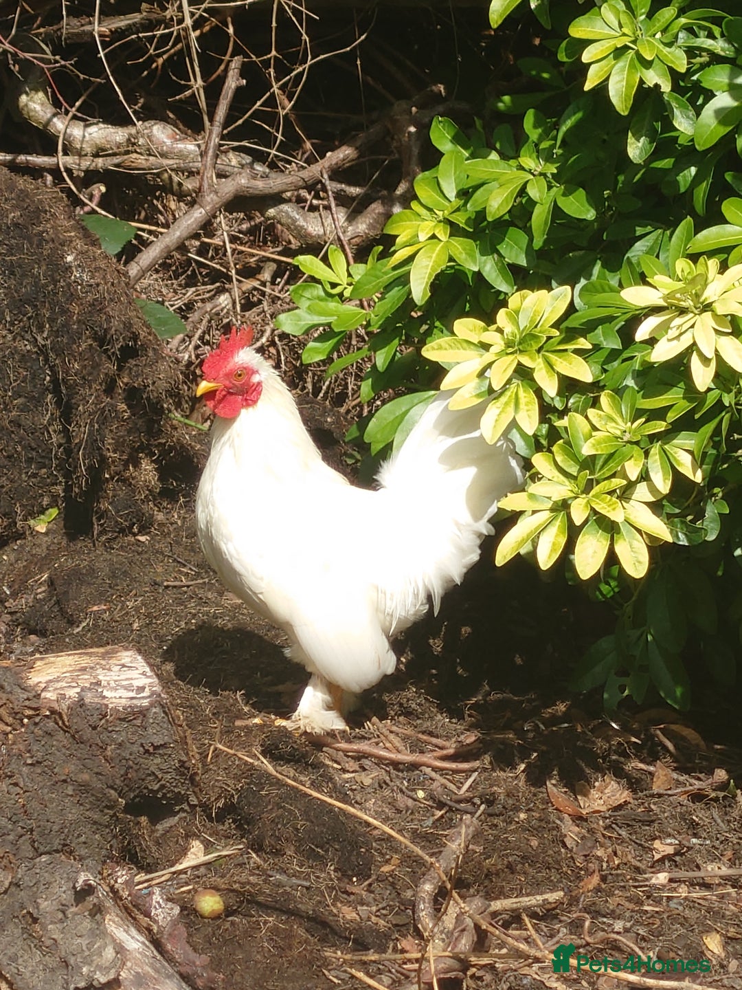 Chickens poultry for sale: WHITE PEKIN BANTAM COCKEREL - Image 1