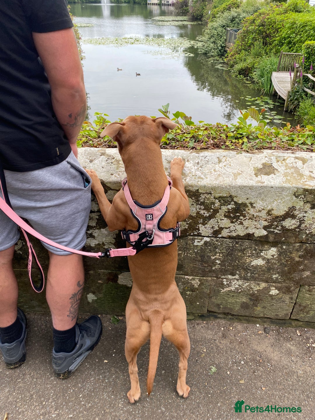 Mixed Breed dogs for sale: Beautiful red female staffy - Image 3