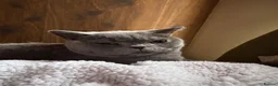 British Shorthair cats for sale: 2 British Short Hair Cats - Advert 3