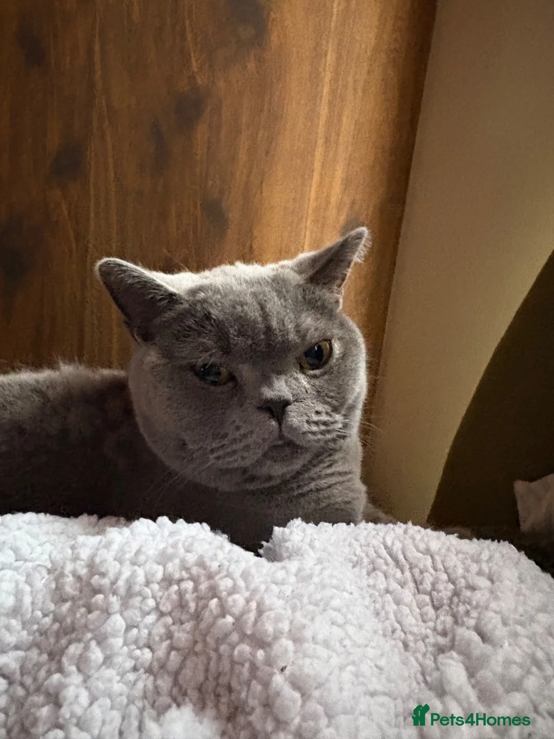 British Shorthair cats for sale: 2 British Short Hair Cats - Advert 3