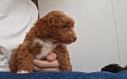 Cockapoo dogs for sale: ** BEAUTIFUL LITTER OF COCKAPOOS ** - Image 31