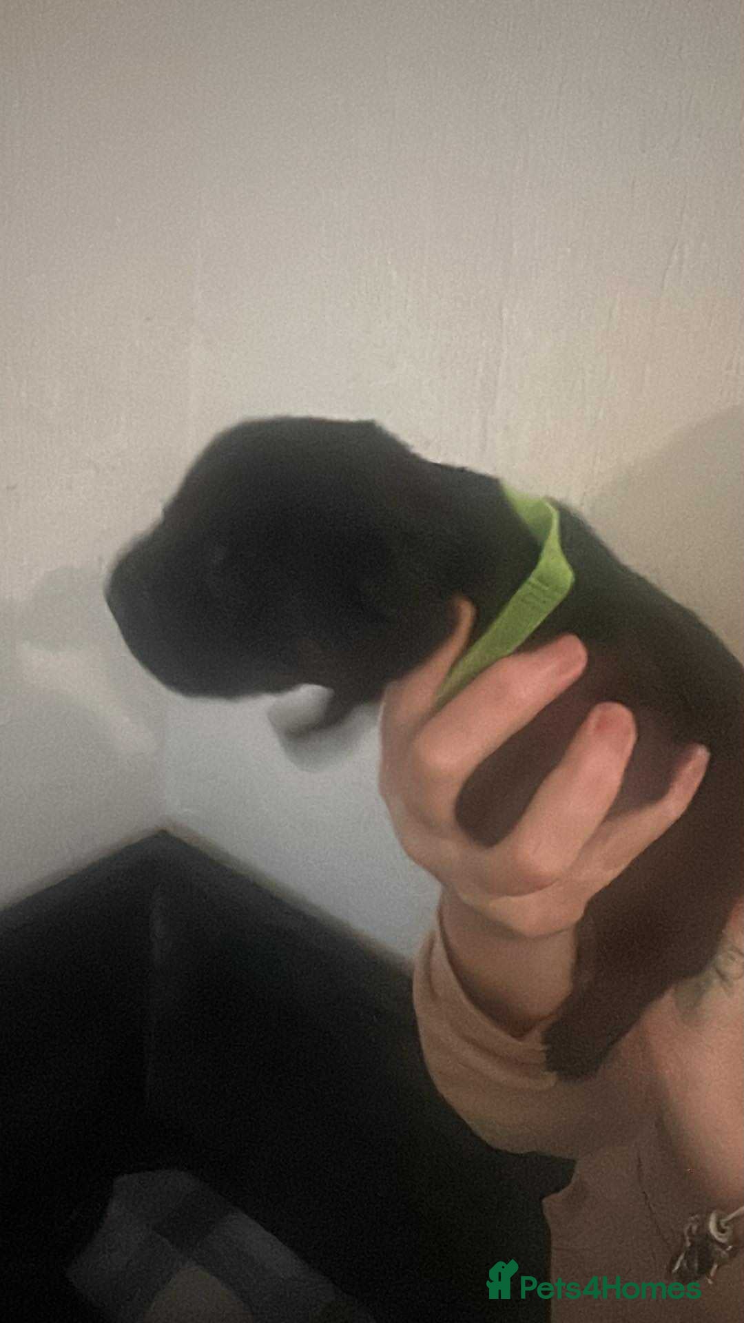 Mixed Breed dogs for sale: Shepweiller Puppies (8/10/25) - Image 6
