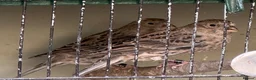 Canaries birds for sale: Male Lizard Canaries in Deal - Advert 1