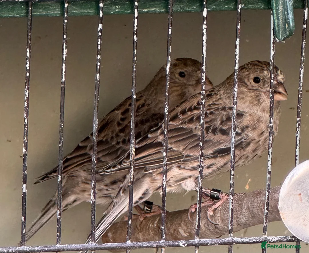Canaries birds for sale: Male Lizard Canaries in Deal - Advert 1