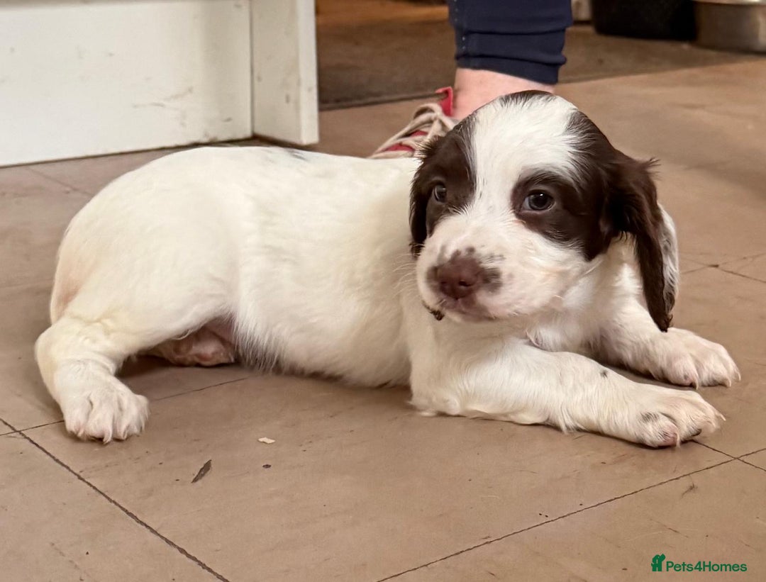 English Springer Spaniel dogs for sale: Calm, engaging Springer spaniel puppies. - Image 10