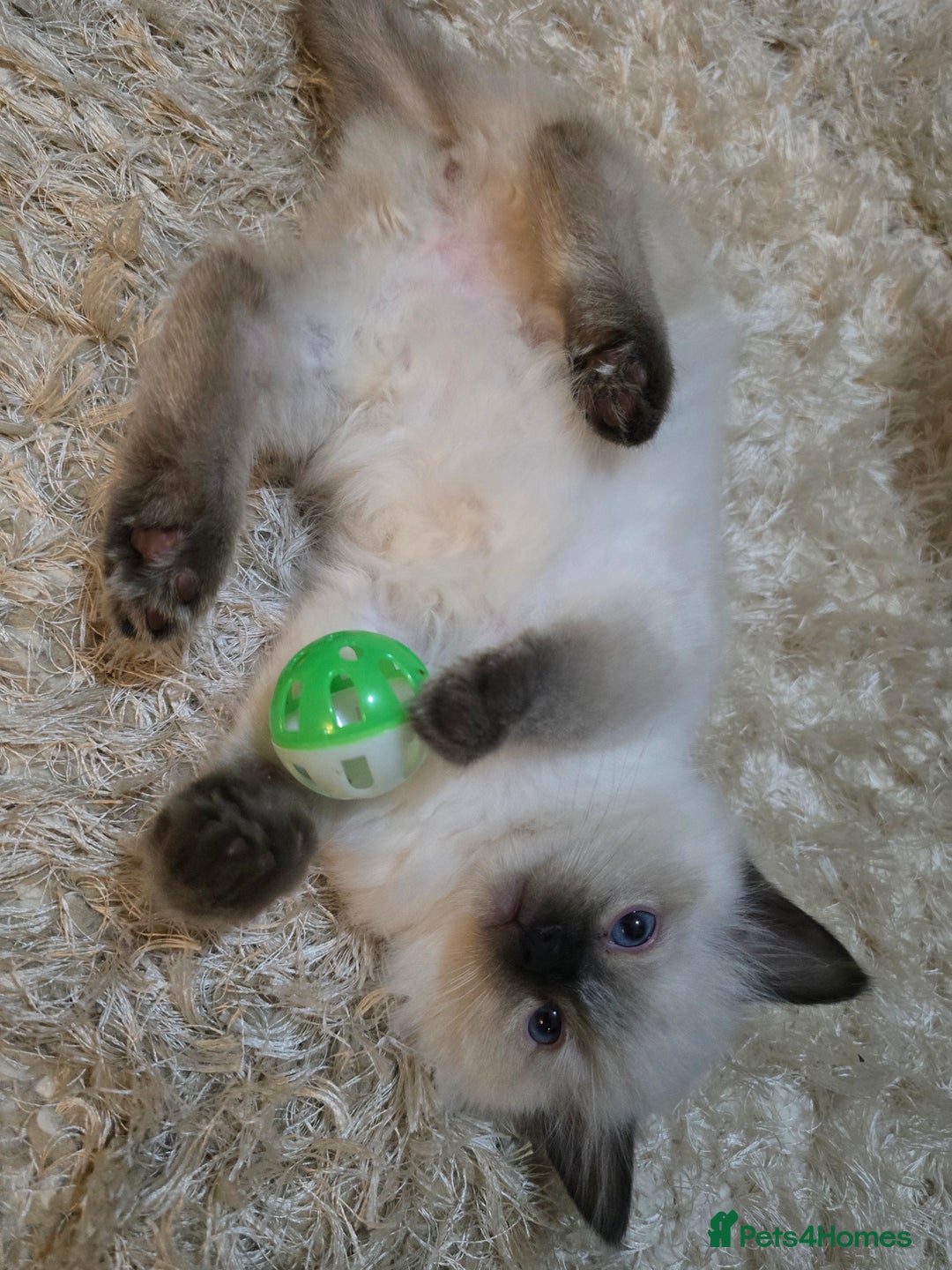 Ragdoll cats for sale: Ragdoll kittens - Advert 9