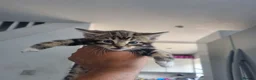 Mixed Breed cats for sale: Mixed Litter Kittens - Advert 9